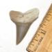 Fossil Mako Shark Tooth